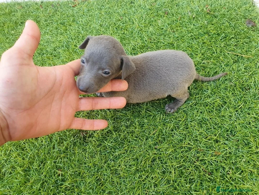Pequeño Lebrel Italiano perros en venta: Galgos Italianos Blue  - Anuncio 2