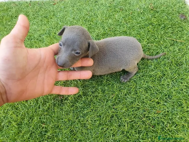 Pequeño Lebrel Italiano perros en venta: Galgos Italianos Blue - Anuncio 2
