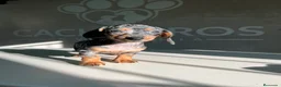 Teckel perros en venta: Teckel Arlequin  - Anuncio 10