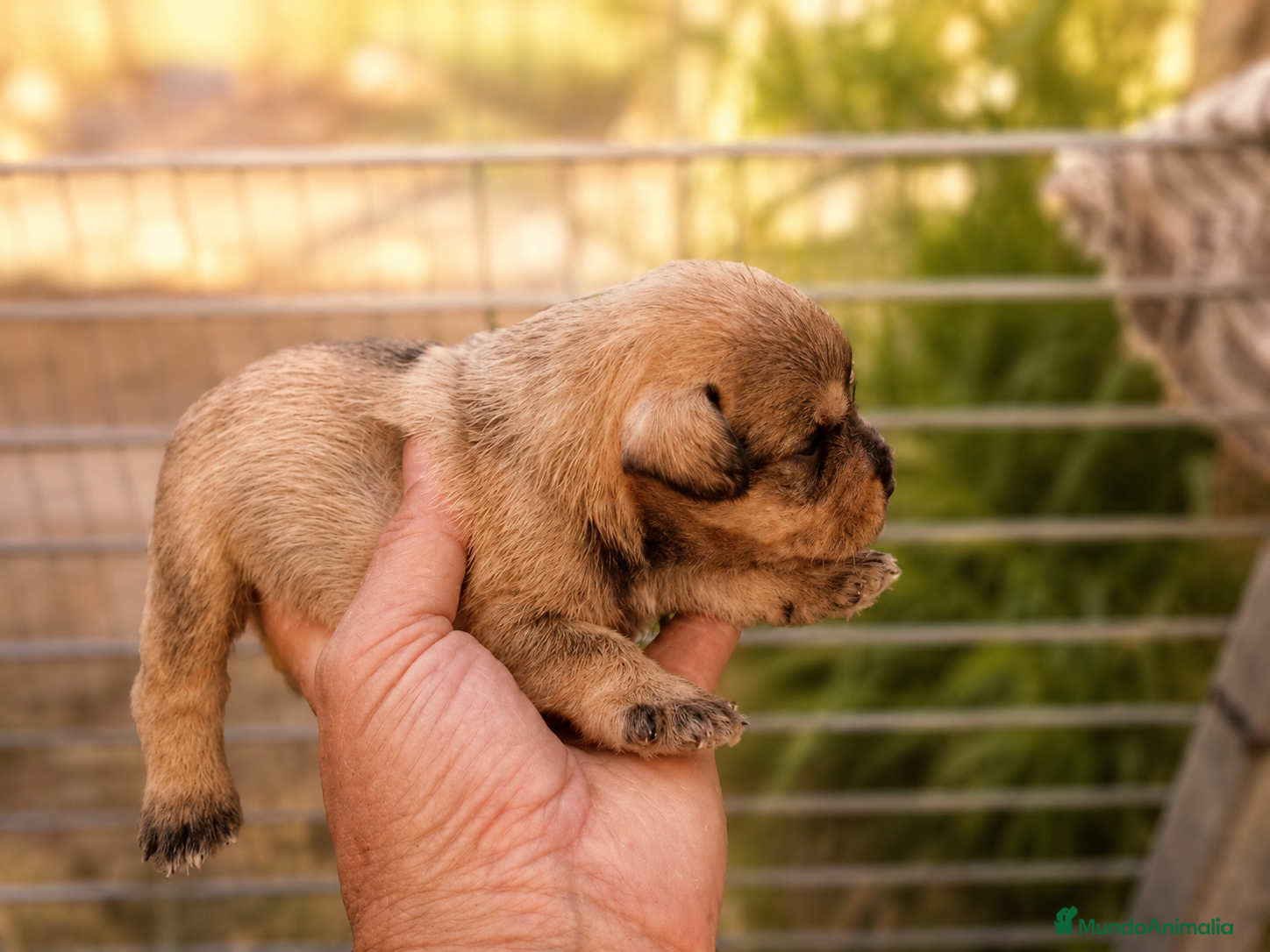 Schnauzer Miniatura perros Schnauzer cachorros  - Anuncio 2
