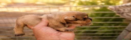 Schnauzer Miniatura perros en venta: Schnauzer cachorros  - Anuncio 4
