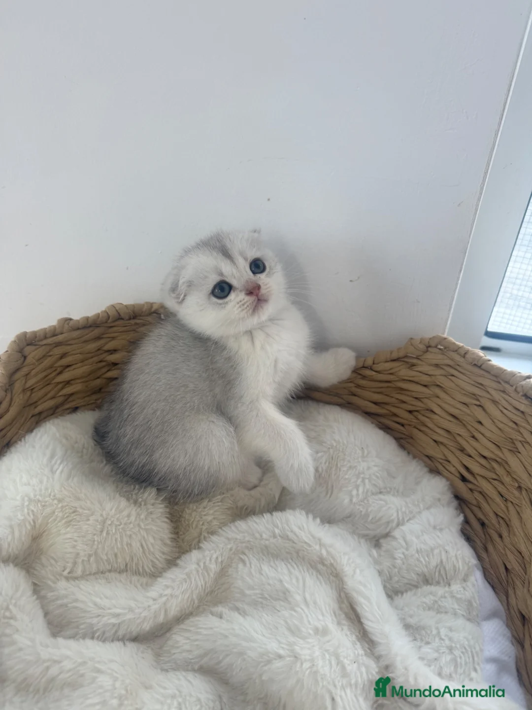 Scottish Fold gatos en venta: Scottish fold macho - Anuncio 1