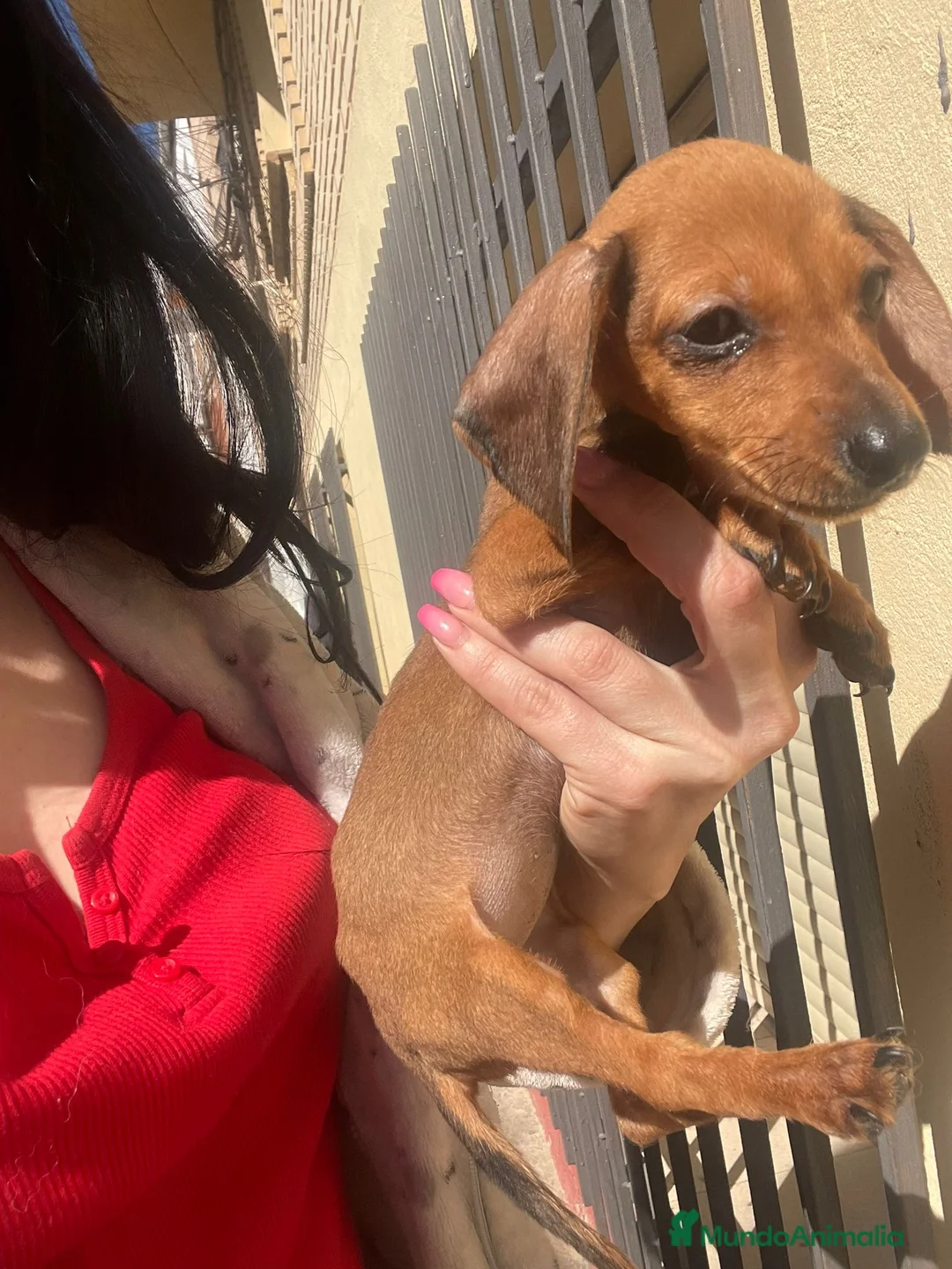 Teckel Miniatura perros en venta: Teckel mini - Anuncio 1