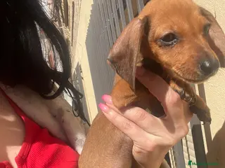 Teckel Miniatura perros Teckel mini - Anuncio 1