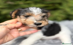 Fox Terrier de Pelo Duro perros en venta: Fox terrier - Anuncio 3