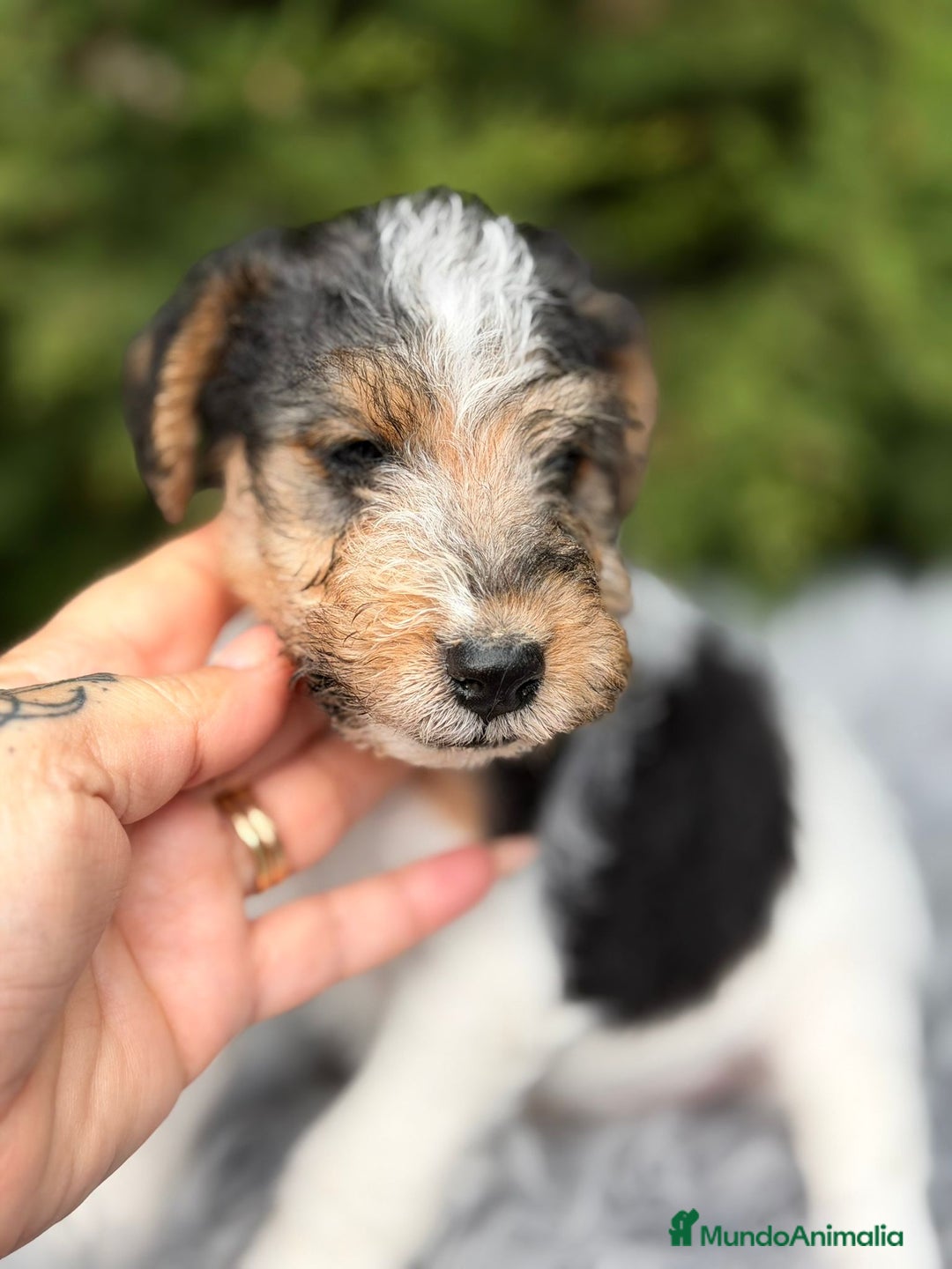 Fox Terrier de Pelo Duro perros en venta: Fox terrier - Anuncio 3