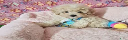Caniche Toy perros en venta: Cachorros de Caniche Toy  - Anuncio 2