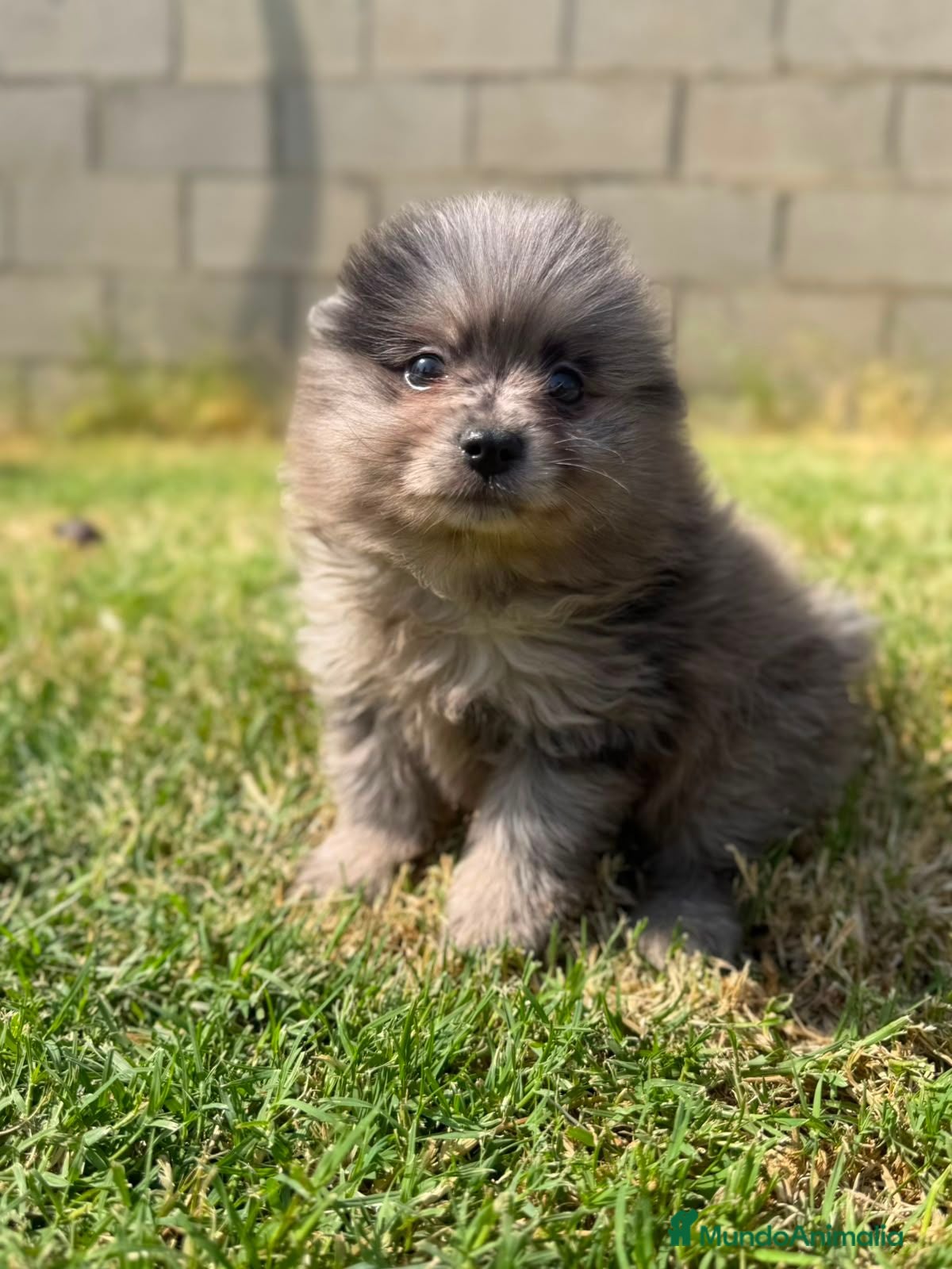 Pomerania perros Pomerania merle de Calidad  - Anuncio 3