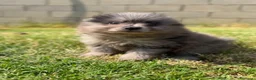Pomerania perros en venta: Pomerania merle de Calidad  - Anuncio 1
