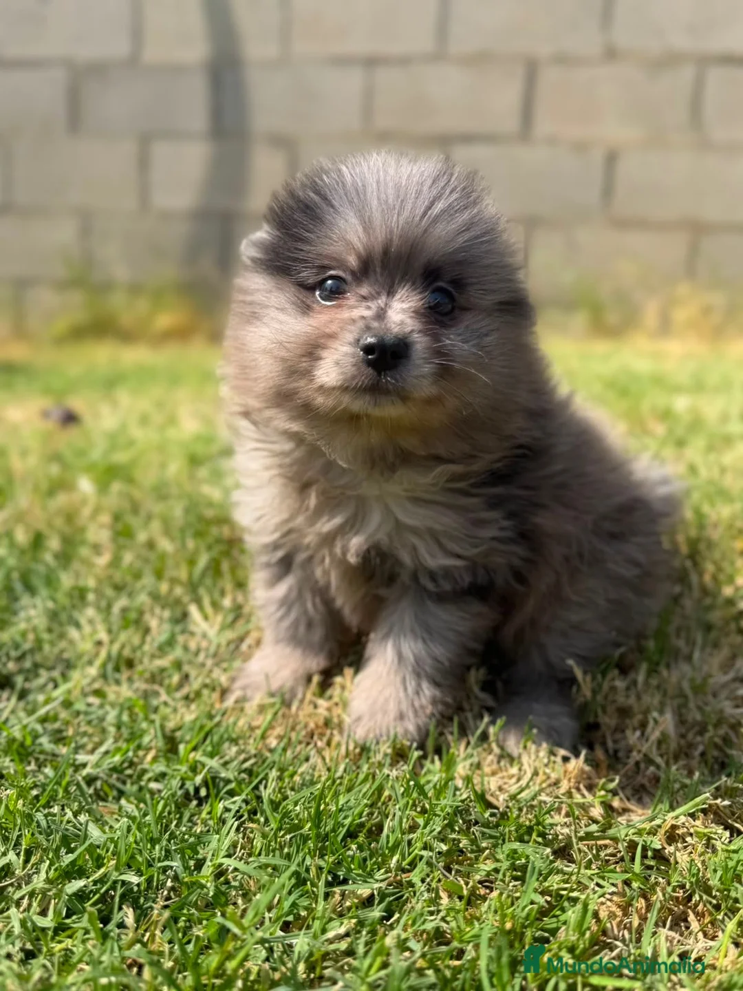 Pomerania perros en venta: Pomerania merle de Calidad  - Anuncio 1