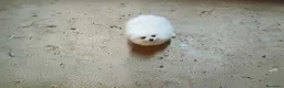 Pomerania perros en venta: POMERANIAS MACHITOS CHIQUITINES  - Anuncio 3