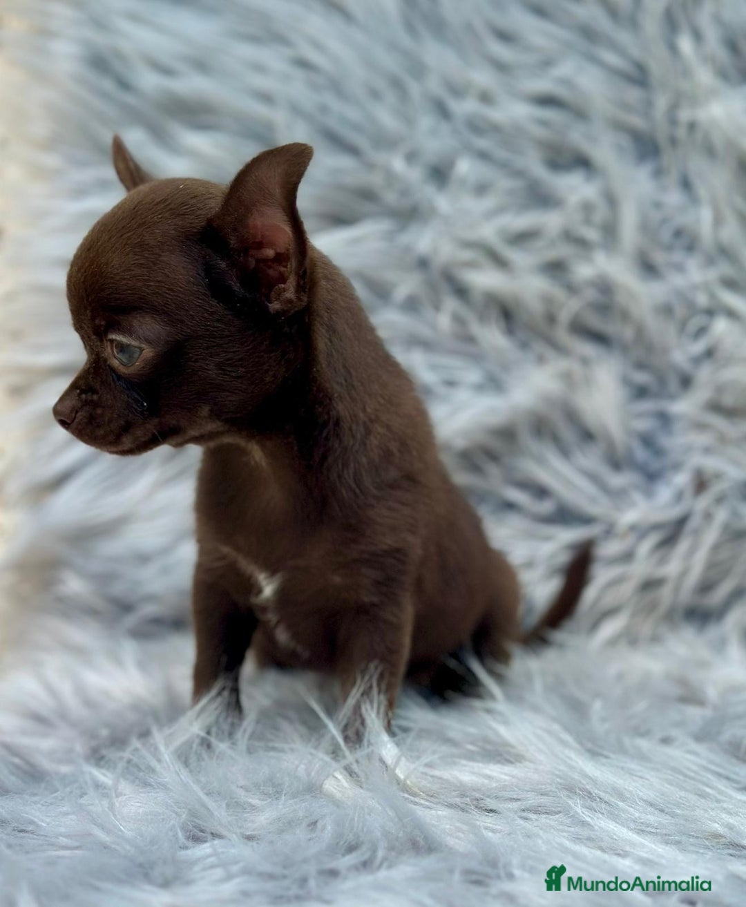 Chihuahua perros en venta: Chihuahua toy chocolate  - Imagen 4