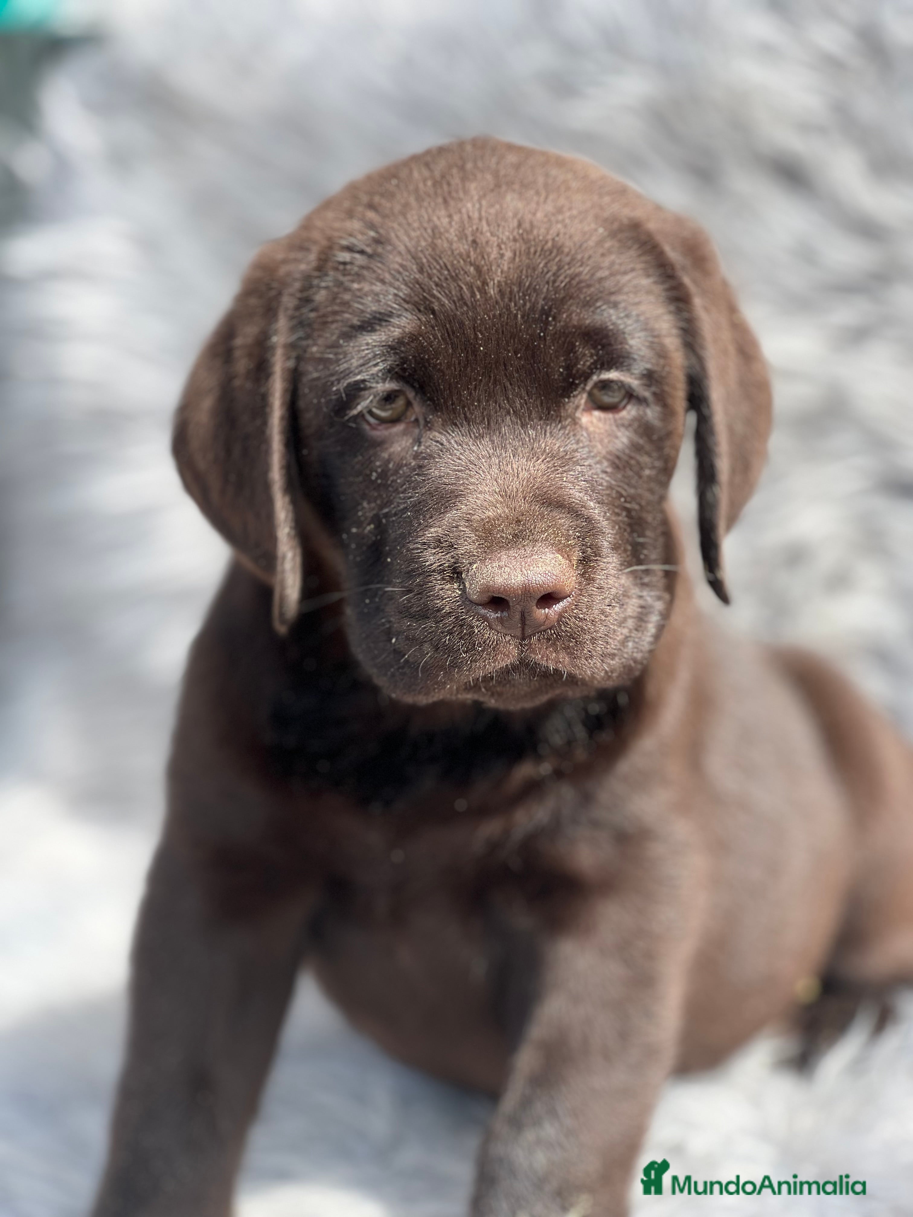 Labrador Retriever perros Labrador chocolate  - Anuncio 2