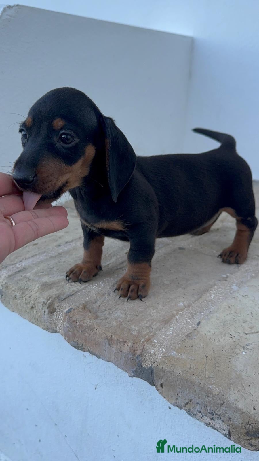 Teckel Miniatura perros TECKEL MINIATURA - Anuncio 1