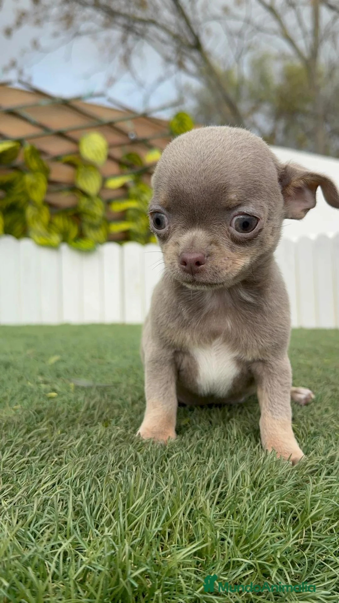 Chihuahua perros en venta: CHIHUAHUA MACHO - Anuncio 13