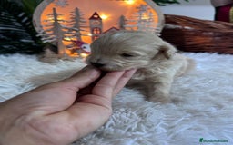 Maltipoo perros en venta: MALTIPOO  - Anuncio 11