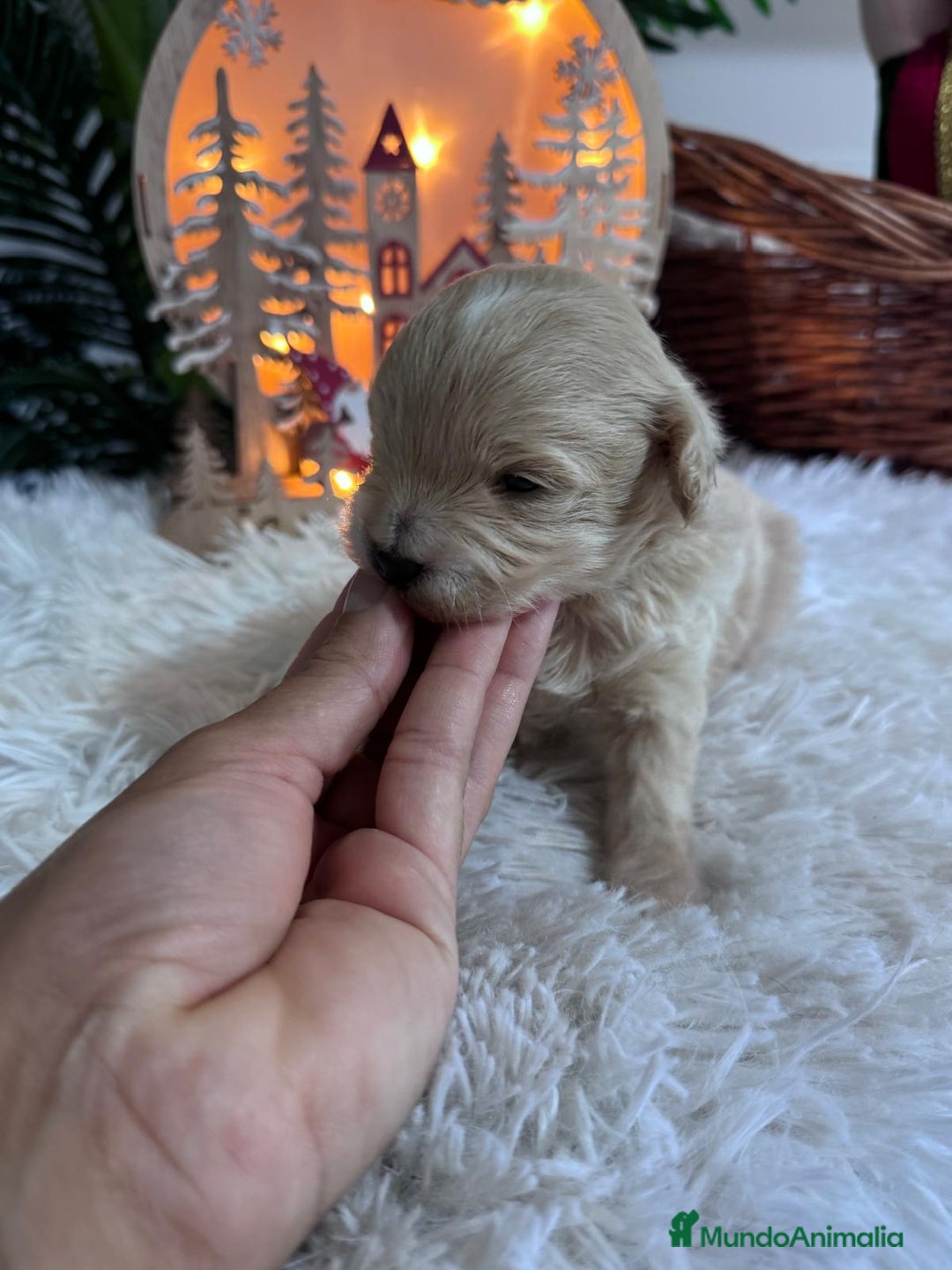 Maltipoo perros en venta: MALTIPOO  - Anuncio 11