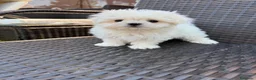 Bichón Maltés perros en venta: Bichon miniatura líneas coreanas!!! - Anuncio 7