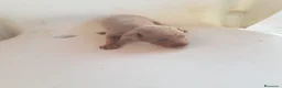 Ratón de Praga perros en venta: Cachorro de ratón de Praga  - Anuncio 5