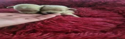 Maltipoo perros en venta: Maltipoo  - Anuncio 3