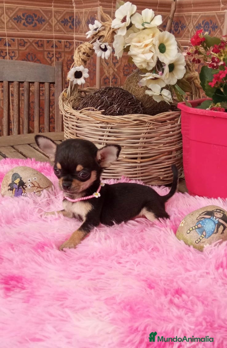 Chihuahua perros Chihuahua en Barcelona - Anuncio 2