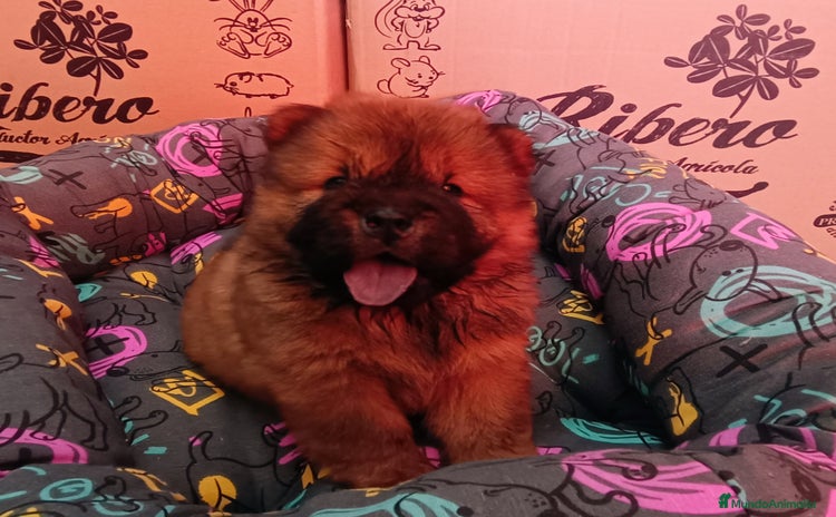 Chow Chow perros - Anuncio 3