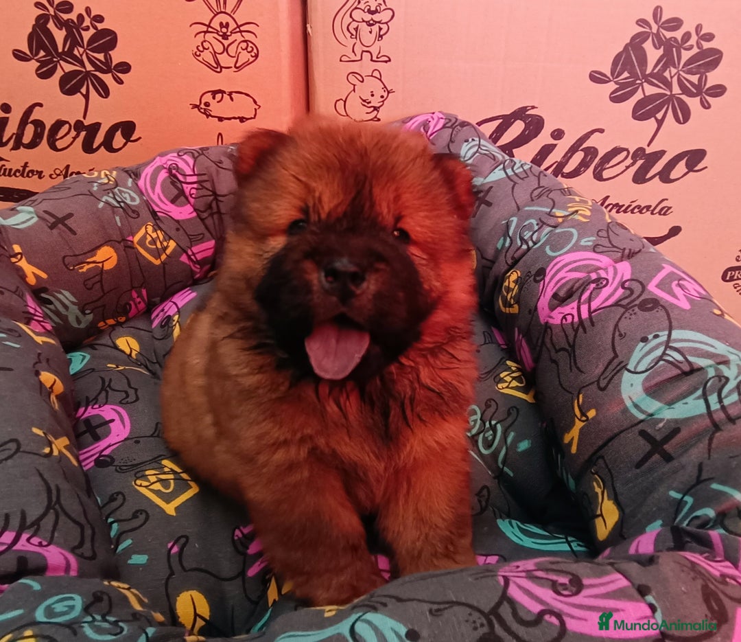 Chow Chow perros en venta: CACHORROS DE CHOW-CHOW  - Imagen 1