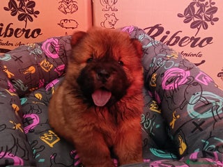 Chow Chow perros - Anuncio 4