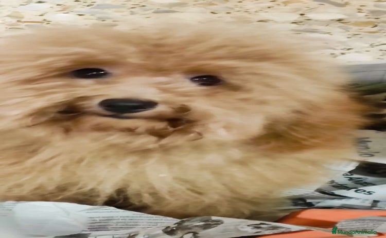 Caniche Toy perros Última caniche toy roja  - Anuncio 7