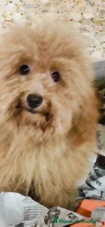 Caniche Toy perros Última caniche toy roja - Anuncio 7