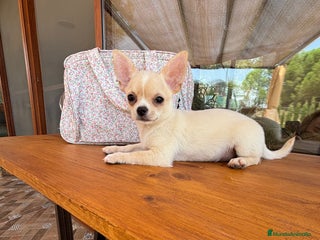 Chihuahua perros Chihuahua toy macho - Anuncio 1