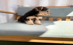 Yorkshire Terrier perros en venta: Yorkshire toy - Imagen 5