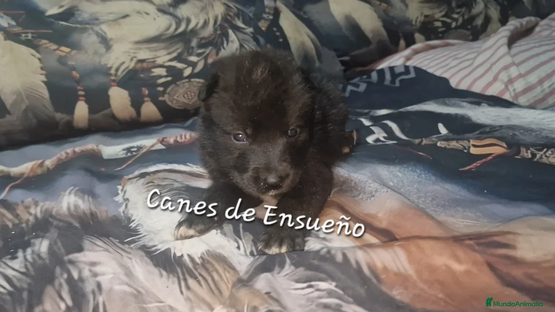 Perro Lobo Checoslovaco perros en venta: Wolfdog/Perro lobo - Anuncio 3