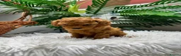 Caniche Toy perros en venta: CANICHE TOY - Anuncio 4