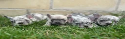 Bulldog Francés perros en venta: Bulldog francés  - Anuncio 8