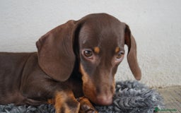 Teckel Miniatura perros en venta: 🍁 Cacao y Bongo – Teckel miniatura rojo fuego 🐾 - Imagen 6