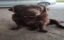 Labrador Retriever perros en venta: Cachorros de Labrador  - Anuncio 8