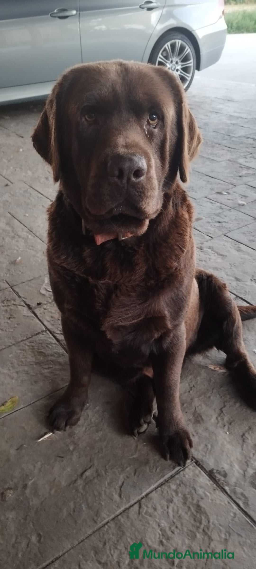 Labrador Retriever perros en venta: Cachorros de Labrador  - Anuncio 8