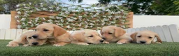 Labrador Retriever perros en venta: LABRADOR RETRIEVER-PRECIO REAL - Anuncio 13