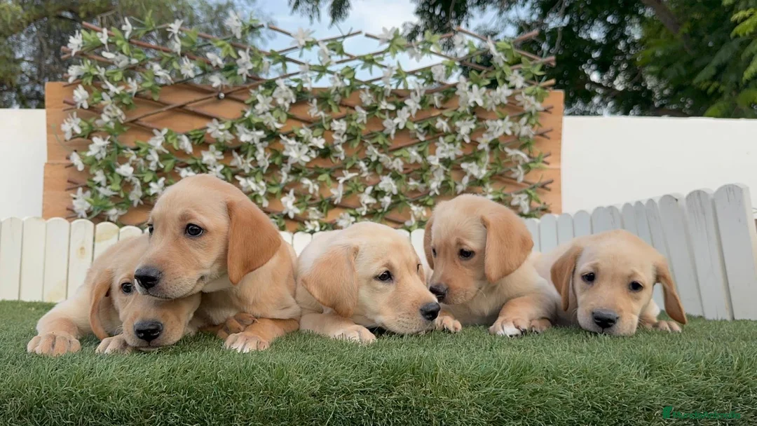Labrador Retriever perros en venta: LABRADOR RETRIEVER-PRECIO REAL - Anuncio 13