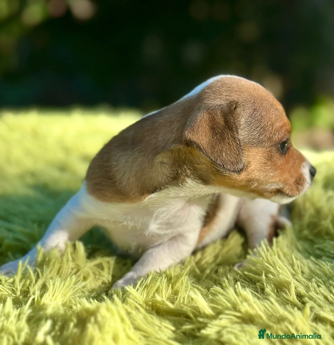 Jack Russell Terrier perros en venta: Jack russell machos - Anuncio 5