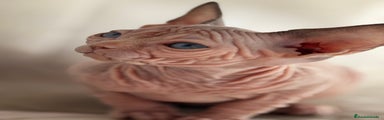 Sphynx Gatito 3