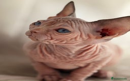 Sphynx gatos en venta: Sphynx  - Anuncio 9