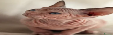 Sphynx Gatito 3