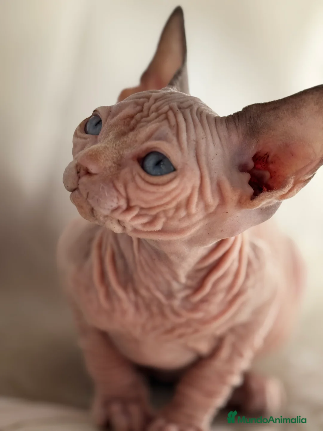 Sphynx gatos en venta: Sphynx  - Anuncio 9