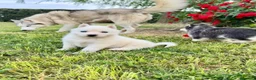 Husky Siberiano perros en venta: Cachorros Husky Siberiano - Anuncio 5