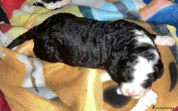 Perro de Agua Español perros en venta: PERRO DE AGUA ESPAÑOL - Anuncio 3