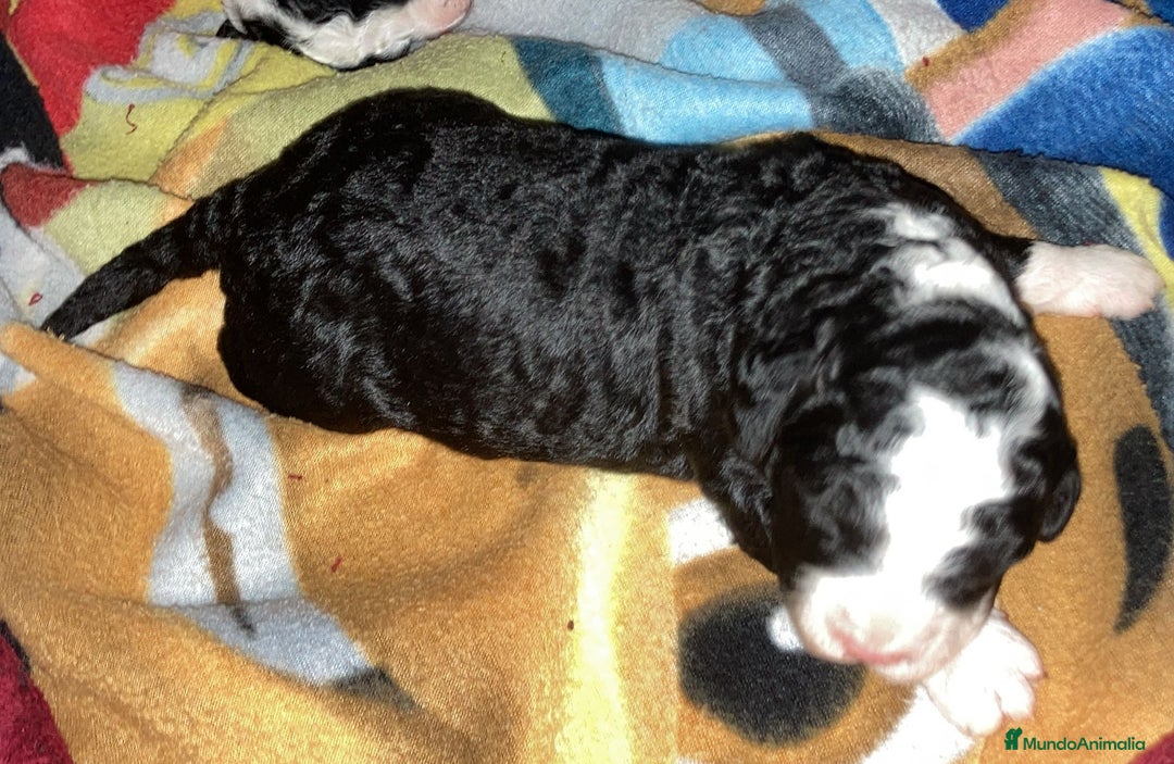 Perro de Agua Español perros en venta: PERRO DE AGUA ESPAÑOL - Anuncio 3