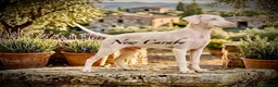 Pinscher Miniatura perros en venta: Caraby Pinscher Benidorm  - Anuncio 3