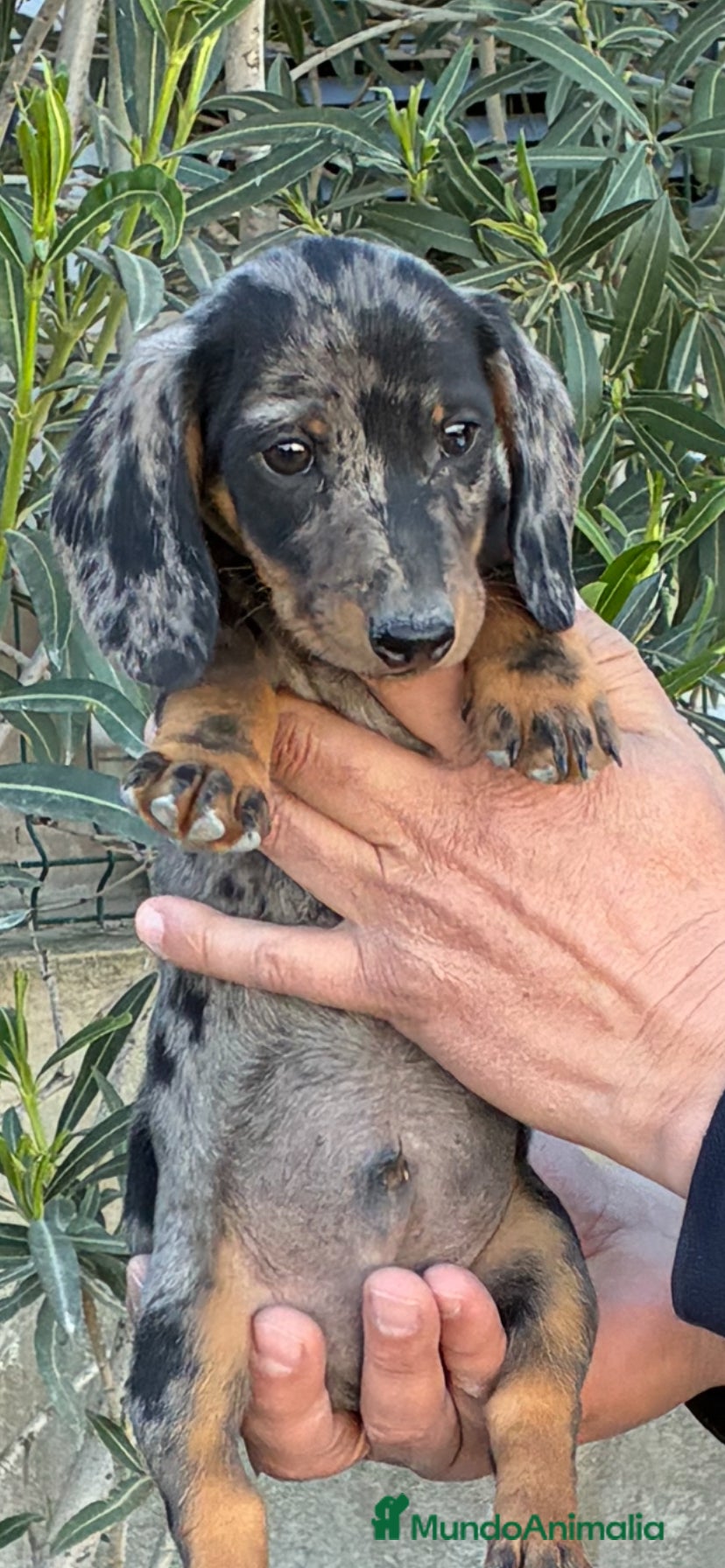 Teckel Miniatura perros Cachorros de Teckel miniatura  - Anuncio 20